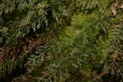 Abrodictyum caudatum