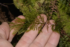 Abrodictyum caudatum