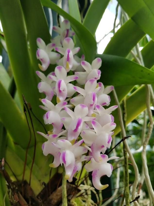 Aerides