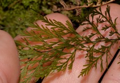 Abrodictyum caudatum