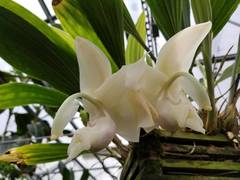 Stanhopea reichenbachiana
