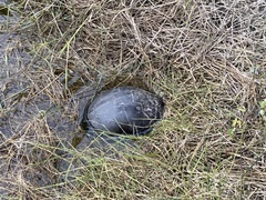 Cuora amboinensis kamaroma