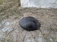 Cuora amboinensis kamaroma