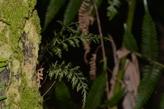 Abrodictyum caudatum