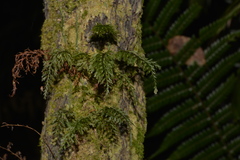 Abrodictyum caudatum