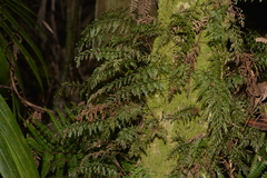 Abrodictyum caudatum