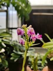 Polystachya perrieri