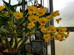 Dendrobium chrysotoxum