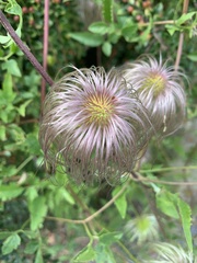 Clematis tangutica