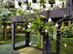Masdevallia infracta