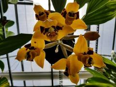 Stanhopea posadae