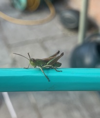 Pseudochorthippus parallelus