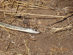 Masticophis lateralis