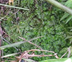 Solenostoma gracillimum