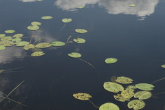 Nuphar pumila