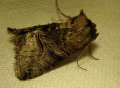 Abrostola tripartita