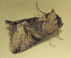 Abrostola tripartita