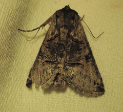 Abrostola tripartita