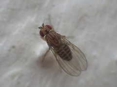 Drosophila busckii