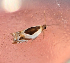 Ancylis discigerana