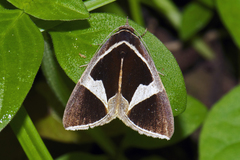 Fodina stola