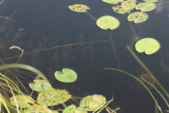Nuphar pumila