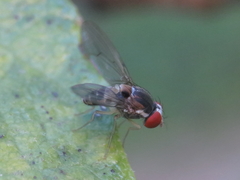 Leucophenga maculata