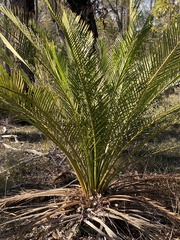 Macrozamia riedlei