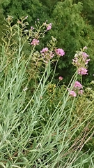 Centranthus lecoqii