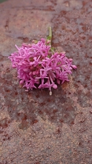 Centranthus lecoqii