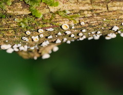 Lachnum lachnoderma