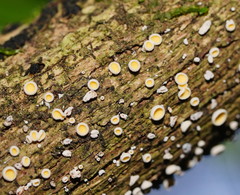 Lachnum lachnoderma
