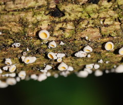 Lachnum lachnoderma