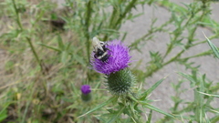 Bombus