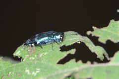 Agrilus acutus