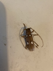 Eburia quadrigeminata