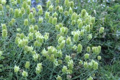 Sideritis hyssopifolia