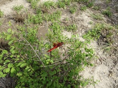 Urothemis assignata