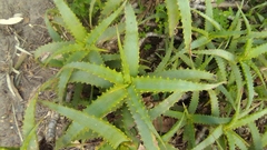 Aloe arborescens × ferox