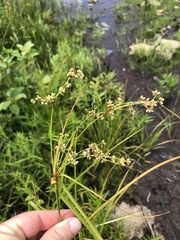 Scirpus expansus