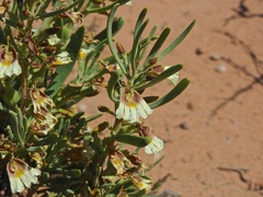 Scaevola collaris