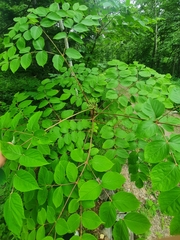 Aralia elata