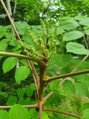 Aralia elata