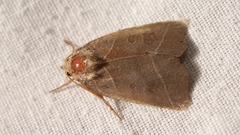 Ipimorpha retusa