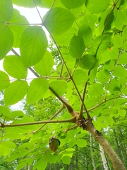 Aralia elata