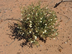 Scaevola collaris