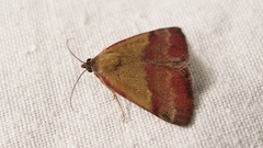 Phytometra viridaria