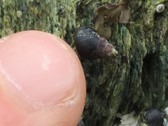 Littorininae