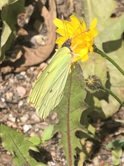 Gonepteryx rhamni