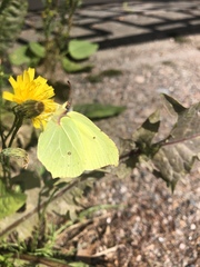Gonepteryx rhamni